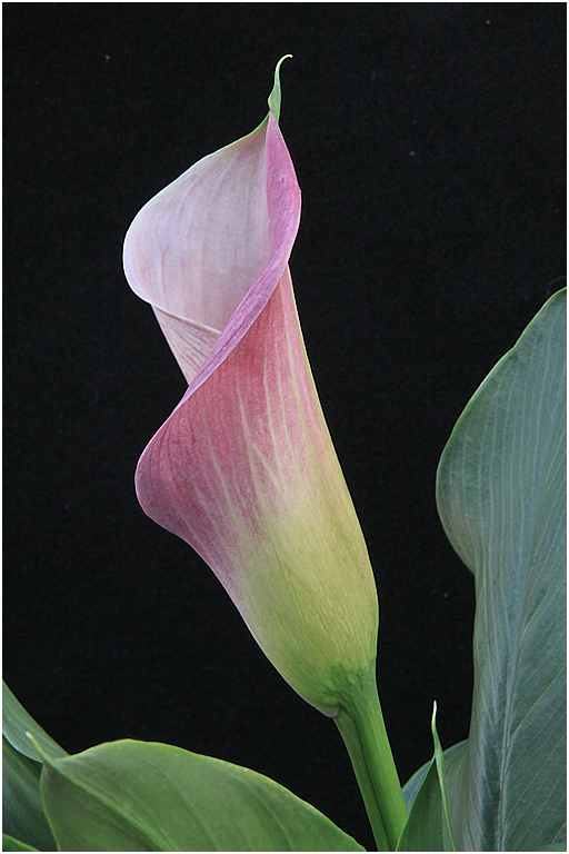 Secor Farms 2013 1004 (Purple Calla Lily)   P O'Malley